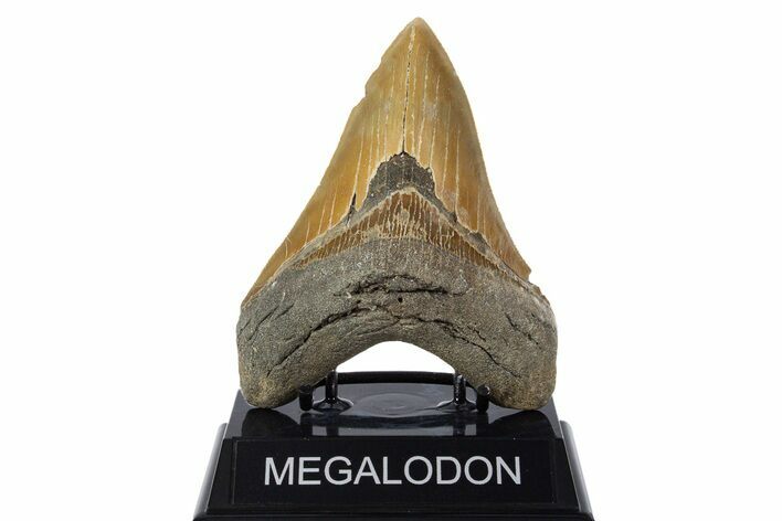 Serrated, Fossil Megalodon Tooth - North Carolina #346328